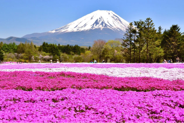 Primavera no Japão